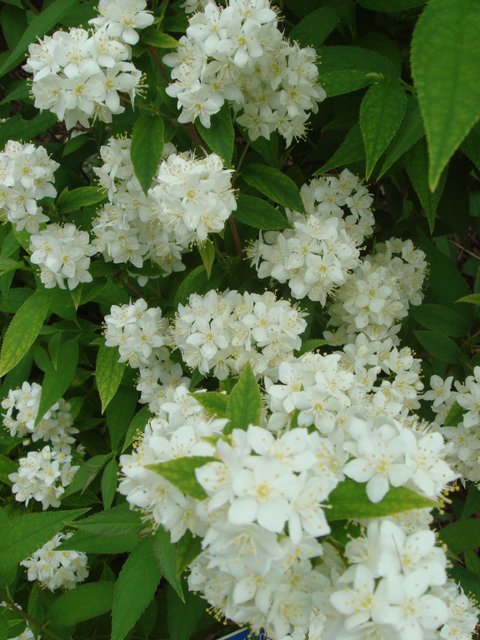 Deutzia x lemoinei 'Compacta' fleur P2A